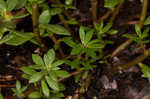 Paraguayan purslane